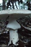 Amanita excelsa image
