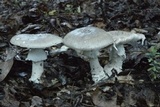 Amanita excelsa image