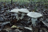Amanita excelsa image