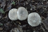 Amanita excelsa image