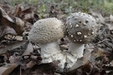 Amanita excelsa image