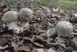 Amanita excelsa image