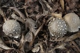 Amanita excelsa image