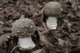 Amanita excelsa image