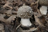 Amanita excelsa image