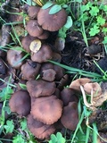 Psathyrella piluliformis image