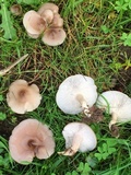 Clitocybe tarda image