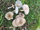 Clitocybe tarda image