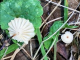 Marasmius capillaris image