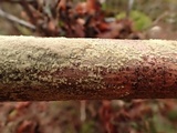 Bulbillomyces farinosus image