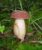 Xanthoconium purpureum image