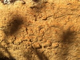 Perenniporia subacida image