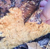 Perenniporia subacida image