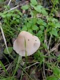 Psathyrella longipes image