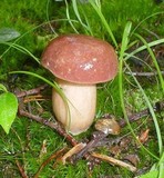 Xanthoconium purpureum image
