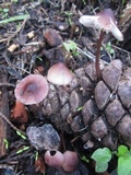 Mycena purpureofusca image