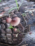 Mycena purpureofusca image