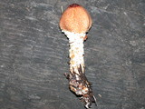 Lepiota magnispora image