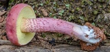 Boletellus obscurecoccineus image