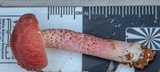 Boletellus obscurecoccineus image