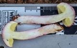 Boletellus obscurecoccineus image