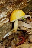 Boletus longicurvipes image