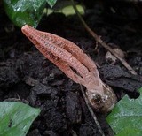 Pseudocolus fusiformis image