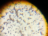 Panaeolus cinctulus image