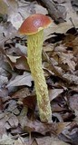 Heimioporus betula image
