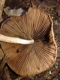 Candolleomyces tuberculatus image