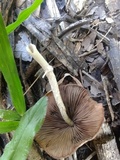 Candolleomyces tuberculatus image