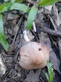 Candolleomyces tuberculatus image