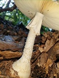 Amanita daucipes image
