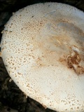 Amanita daucipes image