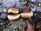 Phellinus gilvus image