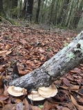 Trametes cubensis image
