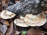 Trametes cubensis image