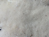Trametes cubensis image