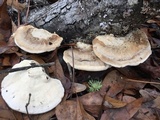 Trametes cubensis image