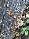 Melanotus horizontalis image