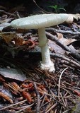 Amanita multisquamosa image