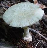 Amanita multisquamosa image