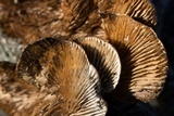 Daedaleopsis confragosa image