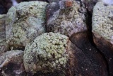 Lecanora strobilina image