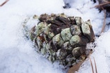 Lecanora strobilina image