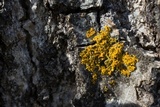 Xanthoria weberi image