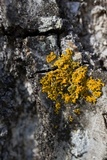 Xanthoria weberi image