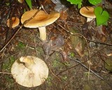 Lactarius volemus image