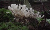 Tremellodendron pallidum image
