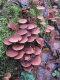 Psathyrella piluliformis image